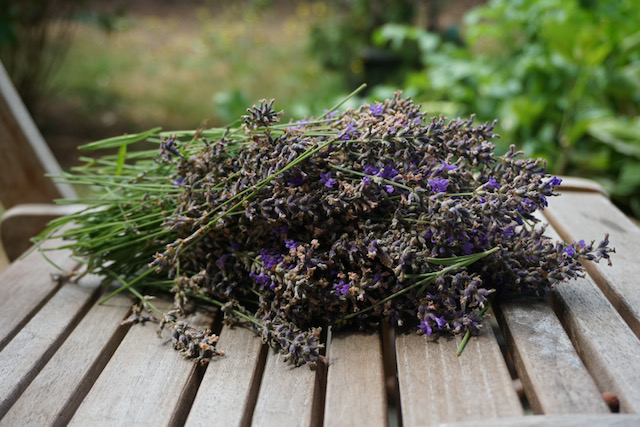 Lavendel